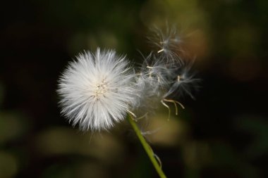 Crassocephalum rubens tohumları rüzgarla savrulur, Afrika 'dan yenebilir sebzeler ve bitkiler (seçici odak noktası)