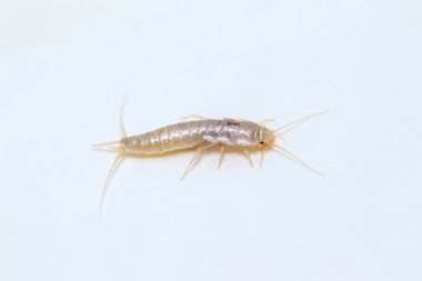 Closeup lateral view silverfish (house pest bug)  clipart