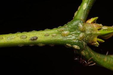 Yakın çekim kahve yeşili tartı (Coccus rividis) ağaçta, büyük bir kahve ekini haşeresi 