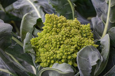 Yakın çekim Romanesco karnabahar bahçe yatağında