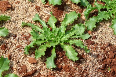 Bahçe yatağında büyüyen hindiba yapraklı sebze. 
