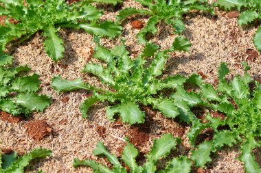 Bahçe yatağında yetişen hindiba yapraklı sebze. 