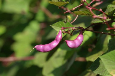 Yakın çekim Hyacinth fasulyesi, Labaratuvar fasulyesi (labaratuar purpureus), çok amaçlı gıda ve ilaç mahsulü. 