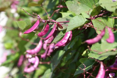 Sarmaşıklardaki bir grup Hyacinth fasulyesi, Labaratuvar fasulyesi (labaratuvar purpureus), yiyecek ve ilaç için çok amaçlı bir ürün. 