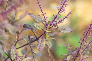Kapalı Tayland kutsal fesleğeni, Kutsal fesleğen, Tulsi, Tulasi (Ocimum tenuiflorum) kırmızı varyantı