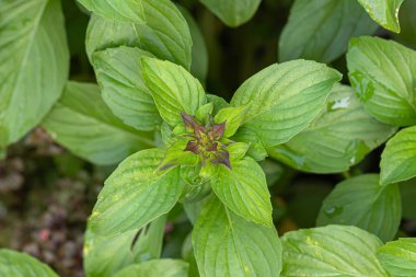 Yakın çekim Tayland fesleğeni, anason fesleğeni veya meyan kökü (Ocimum bazilika) mor 