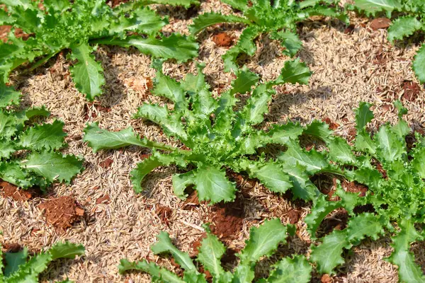 Bahçe yatağında yetişen hindiba yapraklı sebze. 