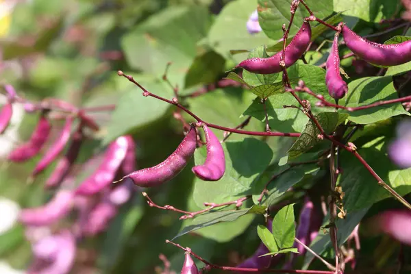 Sarmaşıklardaki Hyacinth fasulyesi, Labaratuvar fasulyesi (