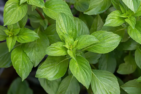 Tayland fesleğeni, anason fesleğeni veya meyan kökü (Ocimum bazilika) mor kökü, arkaplanı terk eder