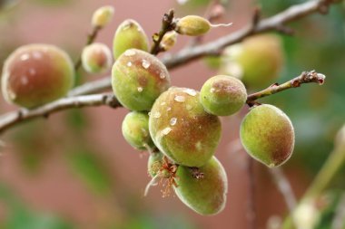Ağaçta taze şeftali meyveleri var.