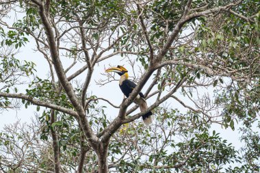 Büyük boynuz gagası, Concave-casqued boynuz gagası, Büyük Hint boynuzu gagası ya da büyük fareli boynuz gagalı (Buceros bicornis) erkek