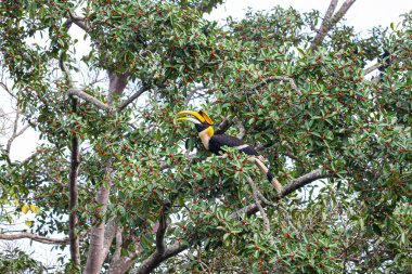 Büyük boynuz gagası, Concave-casqued boynuz gagası, Büyük Hint boynuzu gagası ya da doğadaki incir ağacının üzerindeki büyük papağan boynuzu gagası (Buceros bicornis) erkeği.