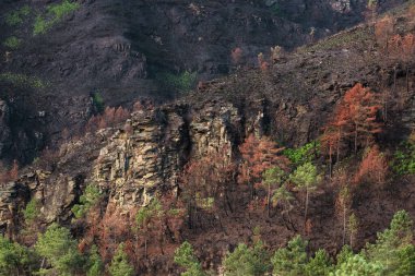 Temmuz 2022 'de, kayıtlardaki en kuru ve en sıcak yazlardan birinde, Lugo, Galiçya' daki Serra do Courel 'de iki hafta süren yıkıcı bir yangın yaşandı. Yüksek ekolojik değeri olan ve aynı zamanda UNESCO Geopark olan bir yer. Bariz yıkıma rağmen