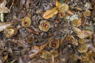 Autumnal background with dry leaves and chestnuts coming out of their prickly shell in an old forest in Lugo Galicia