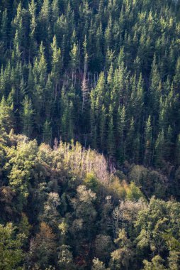 Pine timber plantations compete for space with native Galician deciduous forests in Ancares Mountain Range Cervantes Lugo Galicia