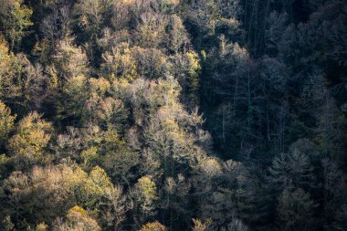 Play of light and shadow on lush forests in Ancares Mountain Range Cervantes Lugo Galicia