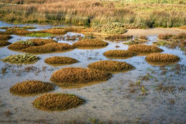 Plants of the dunes and pools left by the tide on a beach in Arteixo Coruna Galicia