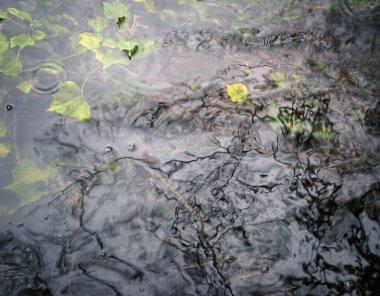 Natural abstract background with water reflections and submerged leaves in Lugo Galicia
