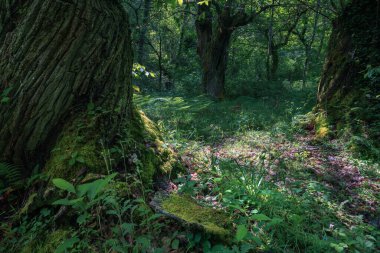 Huge chestnut trees with twisted trunks in the forests in the Courel Mountains Unesco Geopark in Lugo Galicia