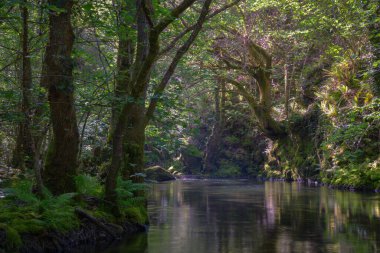 Huge oak tree leans from an embankment over a river pool in Ancares Cervantes Lugo Galicia