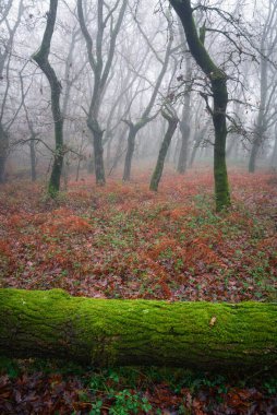 Wet and shiny moss covers a fallen log in a forest in the Courel Mountains Unesco Geopark in Lugo Galicia