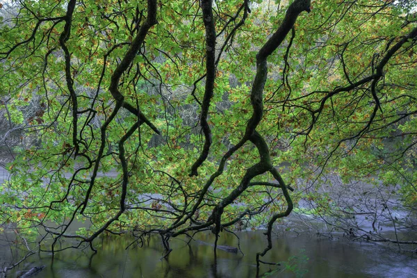 Fractal patterns formed by the branches of an oak tree hanging over the calm waters of the Minho river as it passes through Lugo Galicia