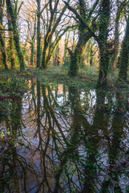 Ormandaki bir havuz Lugo Galiçya 'daki ağaçların siluetlerini yansıtır.