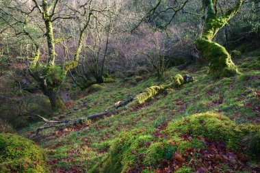 Kalın yosunlar, Abadin Lugo Galiçya 'daki Xistral Dağları' ndaki Atlantik nemli ormanlarının her köşesini kaplar.