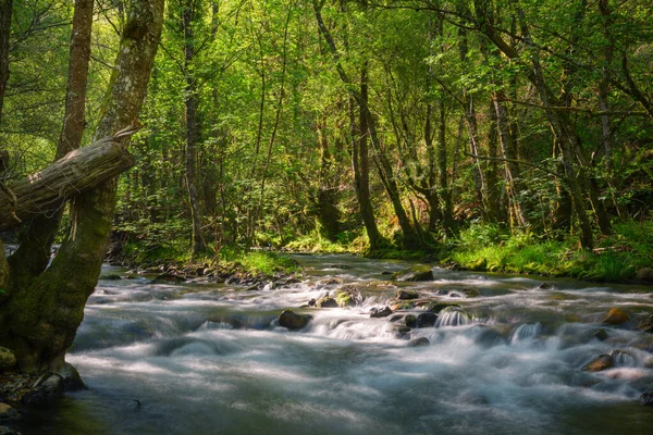 Cervantes Lugo Galiçya 'daki Ancare Dağları' ndaki meşe ormanlarından geçen sığ bir nehir.