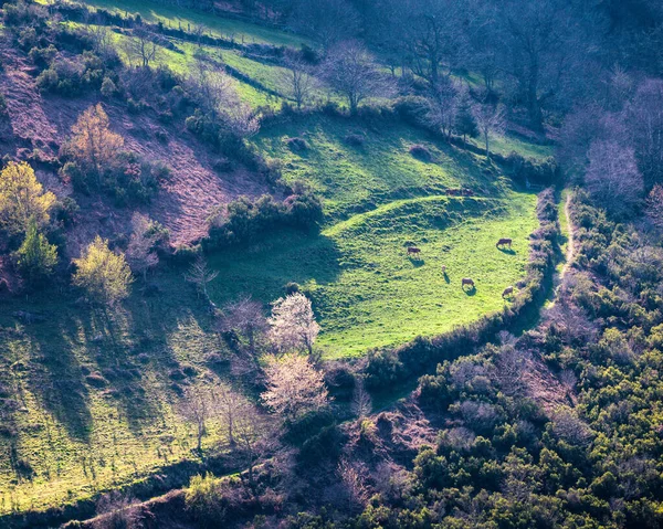Cervantes Lugo Galicia的Ancare山脉 成群的奶牛在被橡树林环绕的草地上吃草 — 图库照片