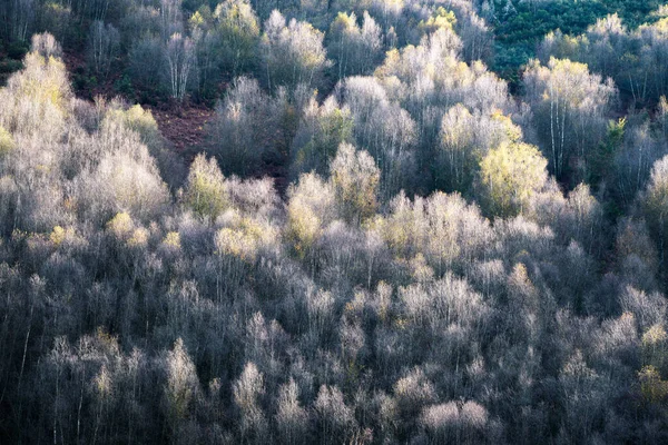 Мягкий Весенний Свет Освещает Недавние Побеги Верхушках Деревьев Горах Курель — стоковое фото