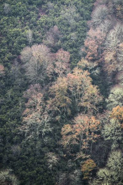 Courel Lugo Galicia的秋树在黑暗的灌木丛中的几乎是表现主义的摄影景观 — 图库照片