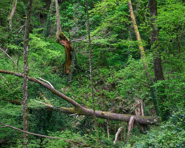Χαοτική Πτυχή Ενός Δάσους Σπασμένα Δέντρα Και Υπανάπτυξη Στη Becerrea — Φωτογραφία Αρχείου