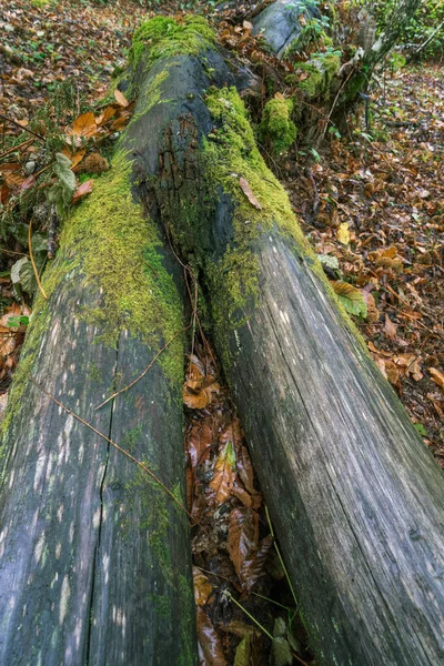 Fallen Trunk Tree Recalls Body Woman Lying Ground Forest Lugo — Stock Photo, Image