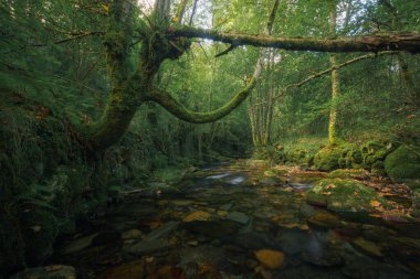 Uzun dalları olan bir yosun ağacı Lugo Galiçya 'daki Unesco Geopark Dağları' ndaki bir nehrin üzerine eğilir.