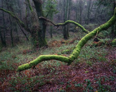Lugo Galiçya 'nın etrafındaki antik meşe koruluklarında devasa yosun kaplı dallar uzayı kaplıyor.
