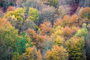 Lugo Galiçya 'daki Courel Dağları Unesco Geopark' taki ağaçlarda yoğun sonbahar tonları