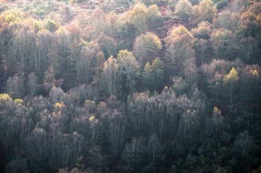 Lugo Galiçya 'daki Unesco Geopark Dağları' ndaki karışık yaprak döken bir ormanda sonbaharda bazı ağaçların üzerine küçük sarı renkler sıçradı.