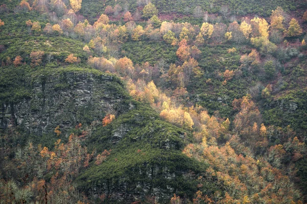 stock image Golden autumn foliage on birch trees on rocky precipices in Ancares Mountain Range in Cervantes Lugo Galicia