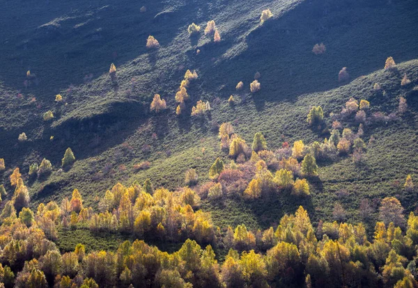 Strahlende Gelbe Birken November Den Hängen Des Cervantes Gebirges Ancares — Stockfoto