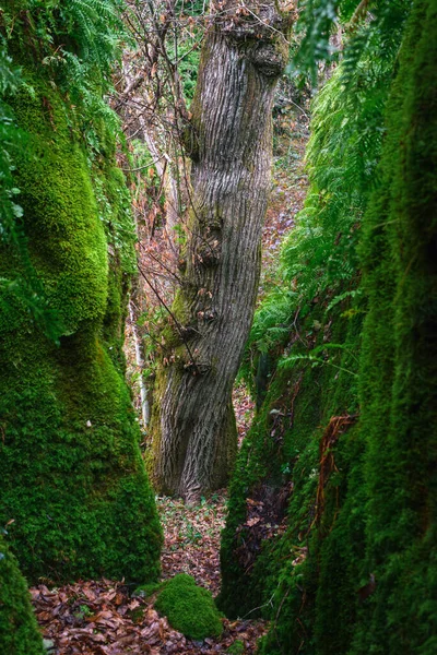 2つの石灰岩の壁の間の栗の木のトランクは ガリシアのクール山のユネスコ ジオパークで秋に明るい緑のモスと並んでいます — ストック写真