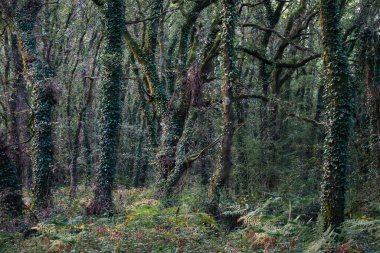 Ivy, Lugo Galiçya yakınlarındaki eski bir ormanda meşe ve kestane ağaçlarının gövdelerini kaplıyor.