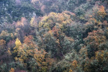 Lugo Galiçya 'daki Courel Dağları Geopark' taki bu sonbahar orman sahnesinin yeşilliklerinde Ocher ve sarımsı renkler