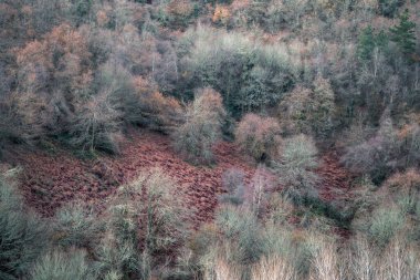 Ancare Cervantes Lugo Galiçya 'da, bakırımsı ölü eğreltiotlarının üzerindeki çıplak ağaçlarda mavi yeşil renkler.