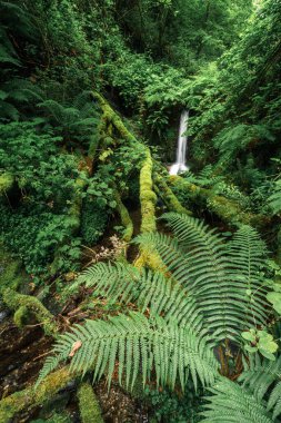 Lugo Galicia Lugo Galicia 'daki Unesco Geopark Dağları' nda eğreltiotu olan küçük bir şelale.