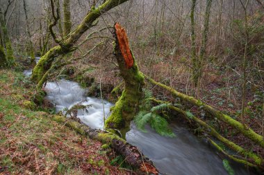 A stream swollen by the numerous winter rains passes next to a tree broken by the wind near Lugo Galicia clipart