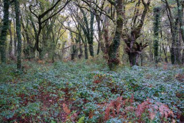Lugo Galiçya civarındaki sık meşe ve kestane ağaçlarından oluşan bir orman.
