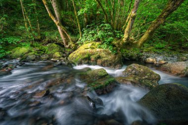 A stream flows happily between limestone rocks and deciduous forests in Courel Mountains Unesco Geopark in Lugo Galicia clipart