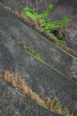Devastating results of forest fire and some green shoots of regenerative vegetation in Courel Mountains Unesco Geopark in Lugo Galicia clipart