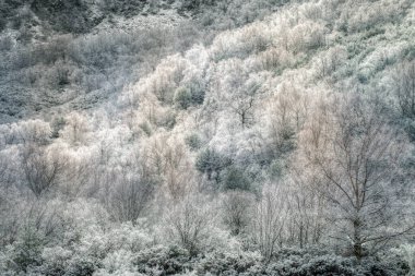 Ancare Cervantes Lugo Galiçya 'nın dağlarında bir kış günü donmuş orman.
